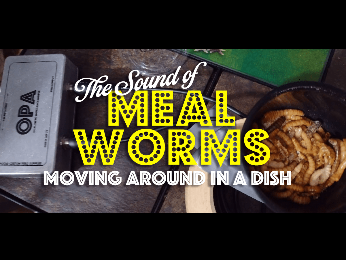 meal worm sounds